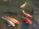 Ritsurin Garden in Takamatsu_Kagawa