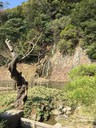 Ritsurin Garden in Takamatsu_Kagawa