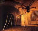 Spider Louise B.